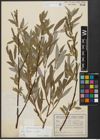 Foto von Salix alba subsp. alba L.